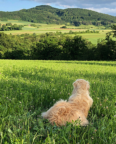 tala
